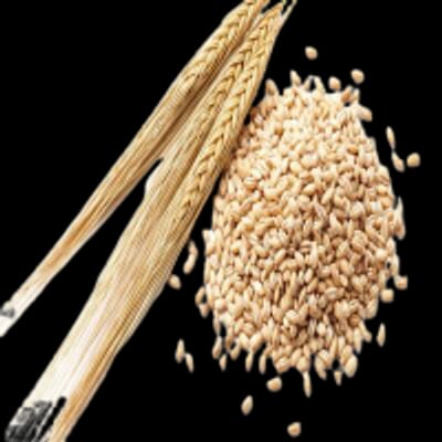Chakkiwalle Barley Seeds | Pealed Barley Seeds | Jau Ki Gulee | Contains Fiber | Provides Vitamins and Minerals | Naturally Grown